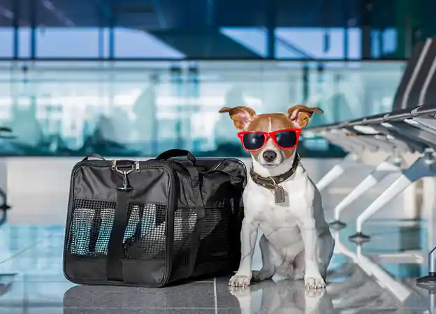 JetBlue Airlines Pet Travel Policy