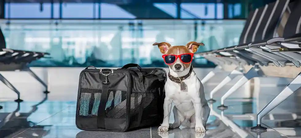 jetblue-airlines-pet-travel-policy