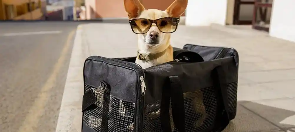 spirit-airlines-pet-policy-for-the-year-2022