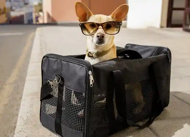 Spirit Airlines Pet Policy for the Year 2022
